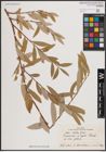 Foto von Salix excelsa S. G. Gmel.
